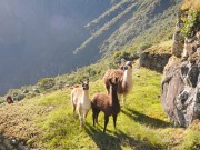 Lamas
