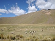 Alpaca-Herde