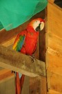 Häuslicher Papagei