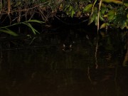 Augen im See