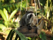 Affe