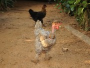 Komisches Huhn