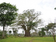Der älteste Baum von Negros