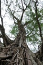 Der älteste Baum von Negros
