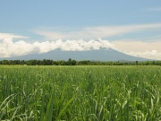 Zuckerrohrfelder und Mt. Canlaon