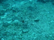 Tote Korallen im Schutzgebiet nahe "Punta Ballo"