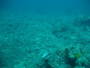 Tote Korallen im Schutzgebiet nahe "Punta Ballo"
