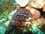 Nacktschnecke