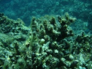 Koralle im Sterben