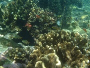 Korallen vor dem "Sugar Beach"