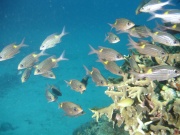 Fische