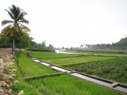 Reisfeld nahe Sipalay