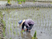 Arbeiterin beim anpflanzen von Reis