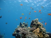 Unterwasser - Ägypten 2006