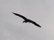 Fliegender Storch in Rust