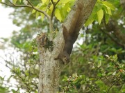 Eichhörnchen im Fort Canning Park