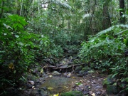 Regenwald am Mt. Makiling, Laguna