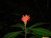 Blume am Mt. Makiling, Laguna