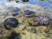 Korallen in Antulang, Negros