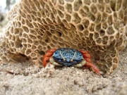 Krabbe in Antulang, Negros
