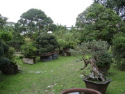 Bonsai Garden in UP Diliman