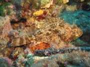 Drachenkopffisch